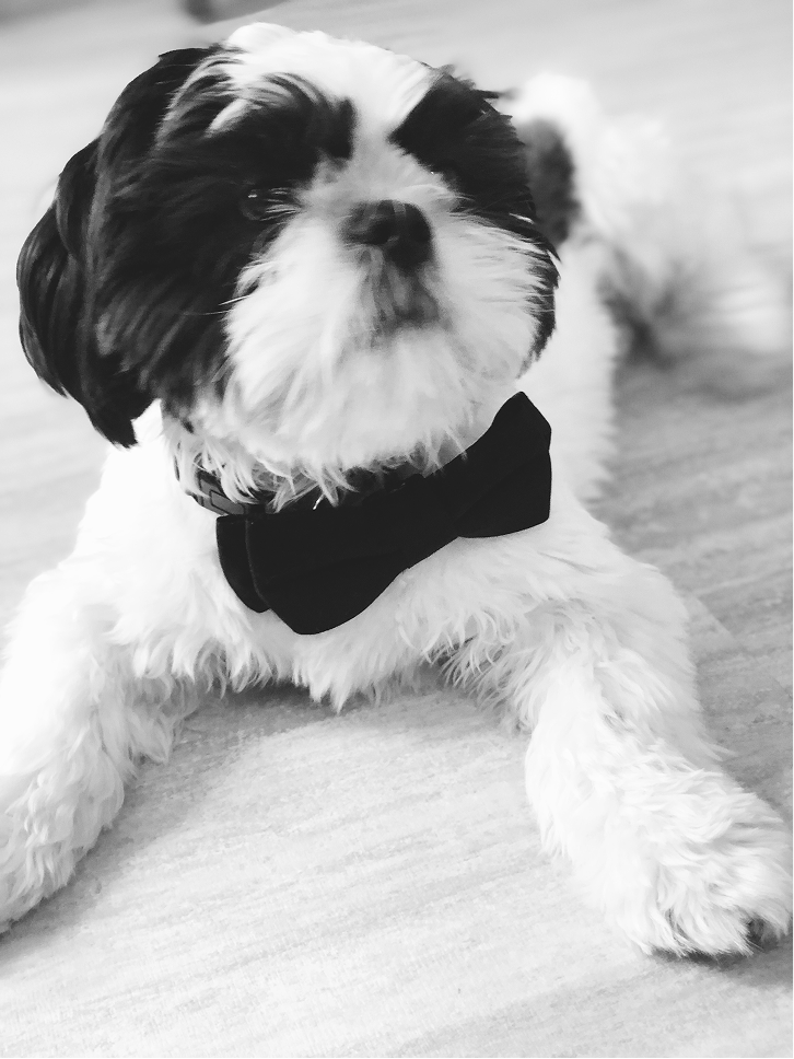 Fred in a bow tie
